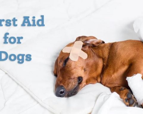 Several first aid measures for dogs