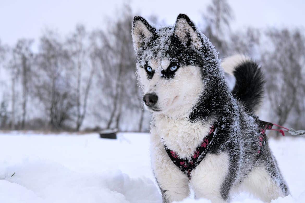 Siberian Sled Dog