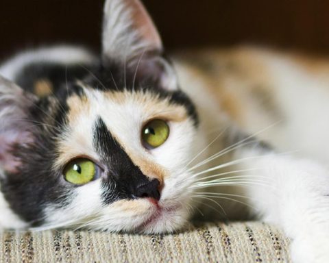 Simple management of general diseases in cats