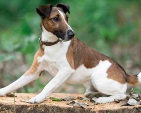 Smooth Fox Terrier