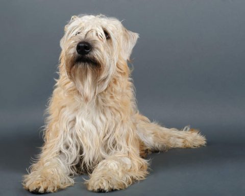 Soft Coated Wheaten Terrier