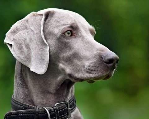 Weimaraner