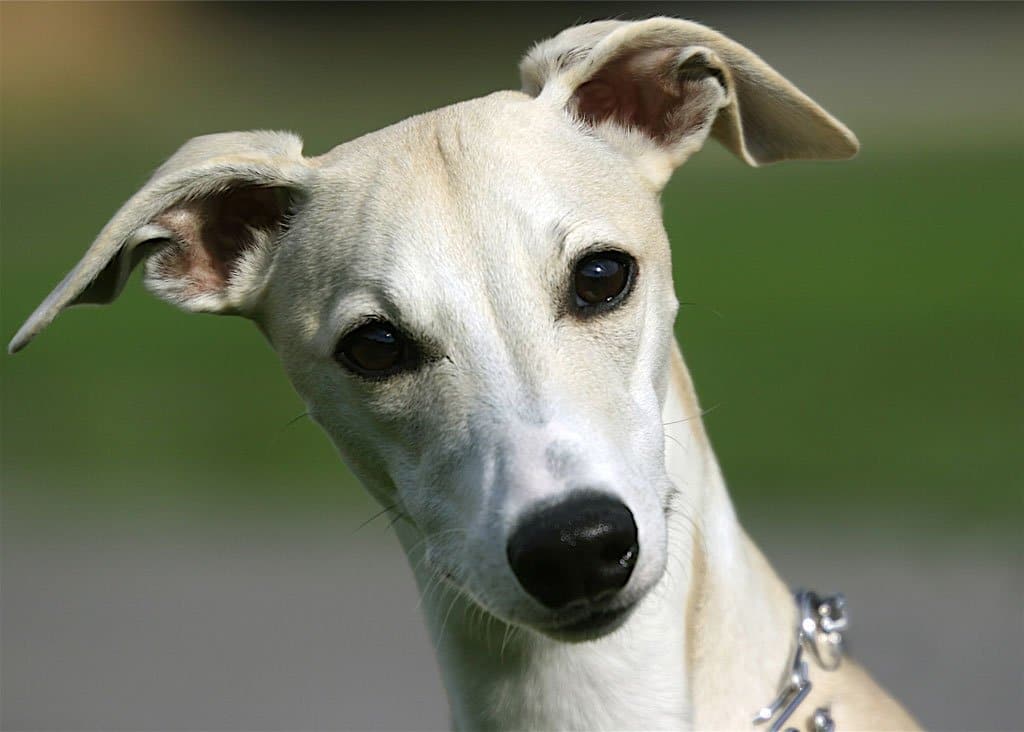 Whippet