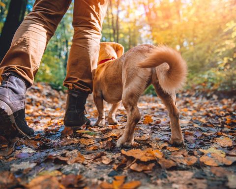 hiking with dogs