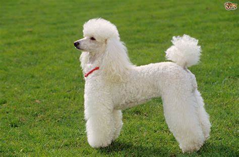 poodle