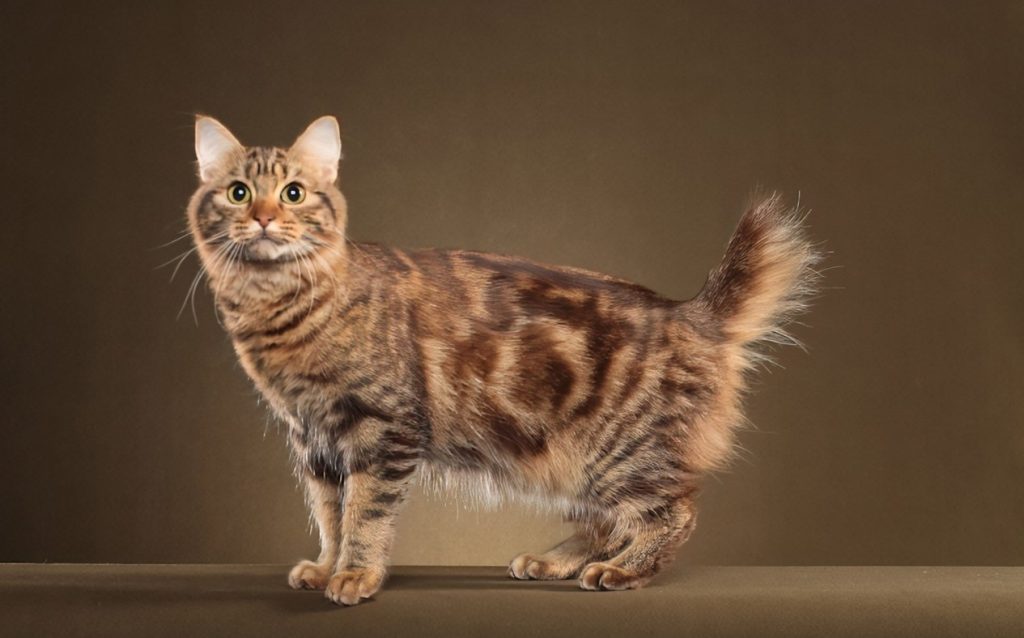 American short tailed cat