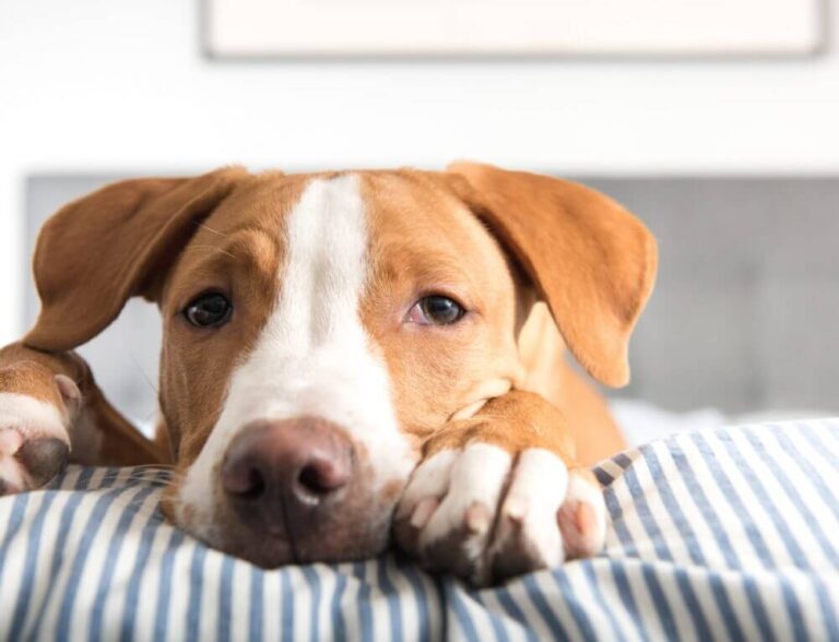 Often overlooked canine diseases