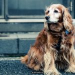 Training to make your dog wait