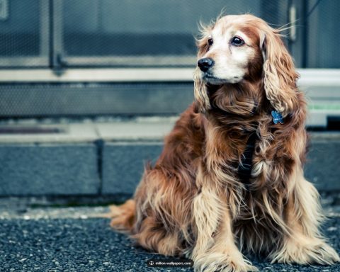 Training to make your dog wait