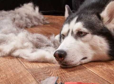 What can cause hair loss in dogs