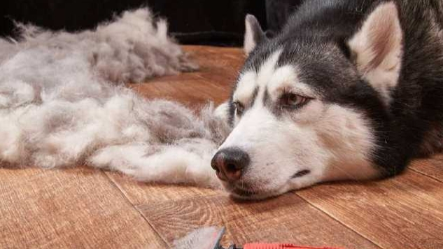 What can cause hair loss in dogs